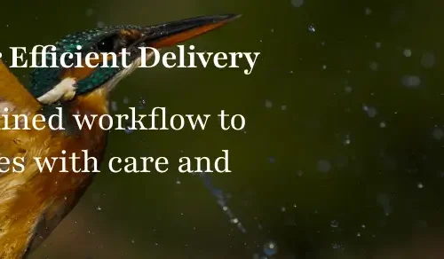 Home 81 professional process